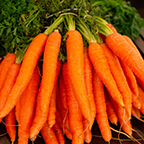 Carrot