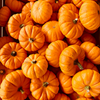 Pumpkin