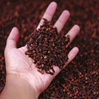 Clove